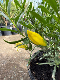 Emu Bush 'aurea' (Eremophila maculata) - Ladybird Nursery