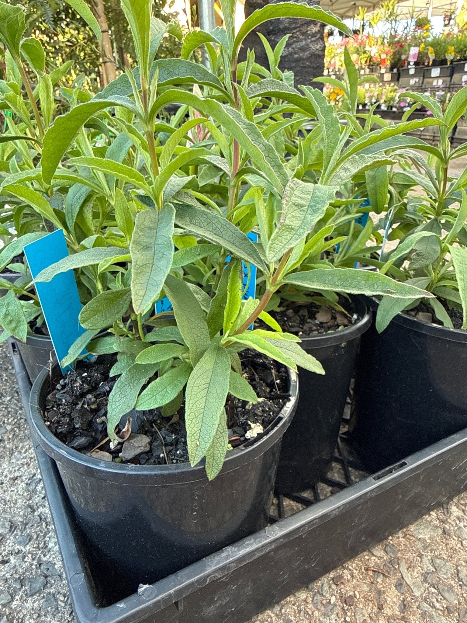 Cistus 'Brilliancy' Rock Rose - Ladybird Nursery