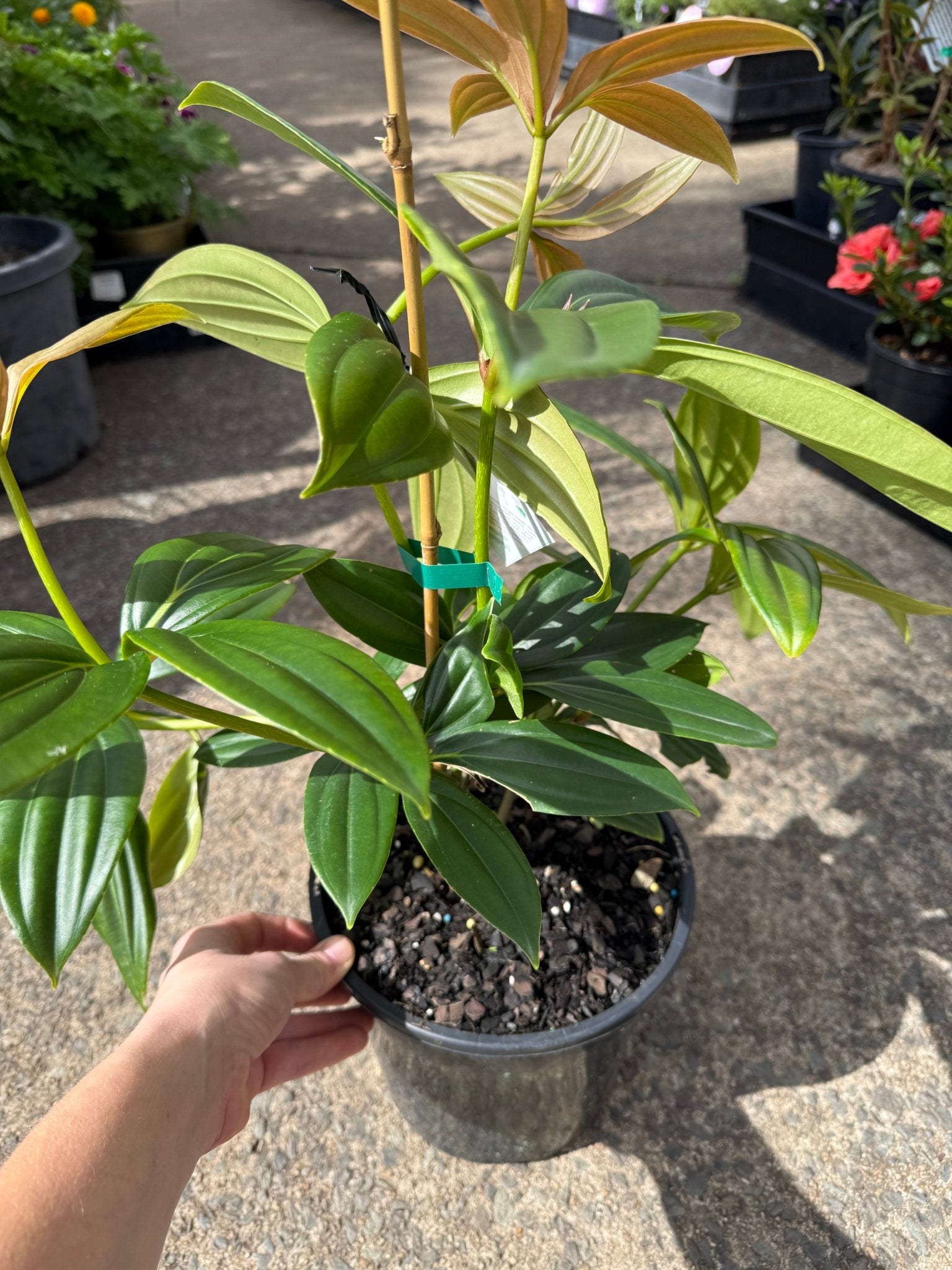 Dwarf Medinilla (Medinilla myriantha) - Ladybird Nursery