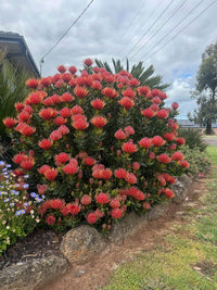 Leucospermum 'Carnival Red' - Ladybird Nursery
