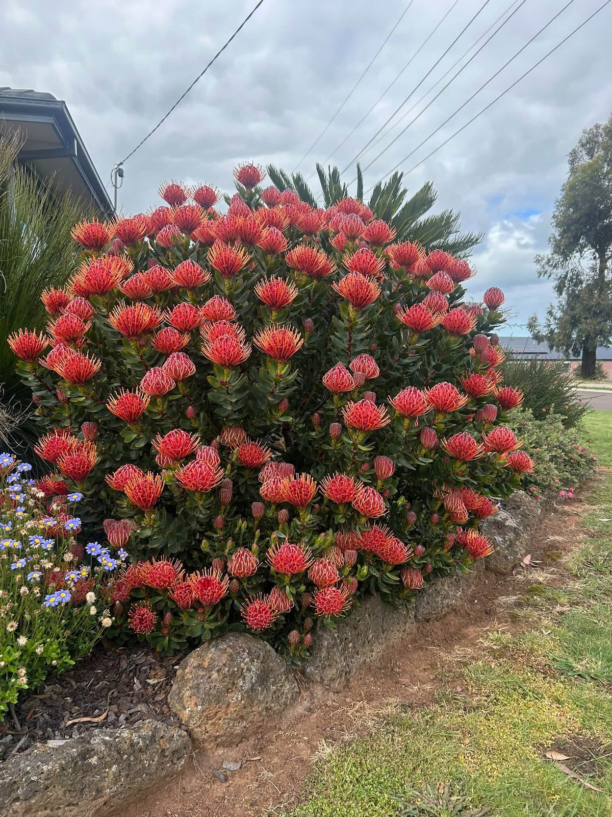 Leucospermum 'Carnival Red' - Ladybird Nursery