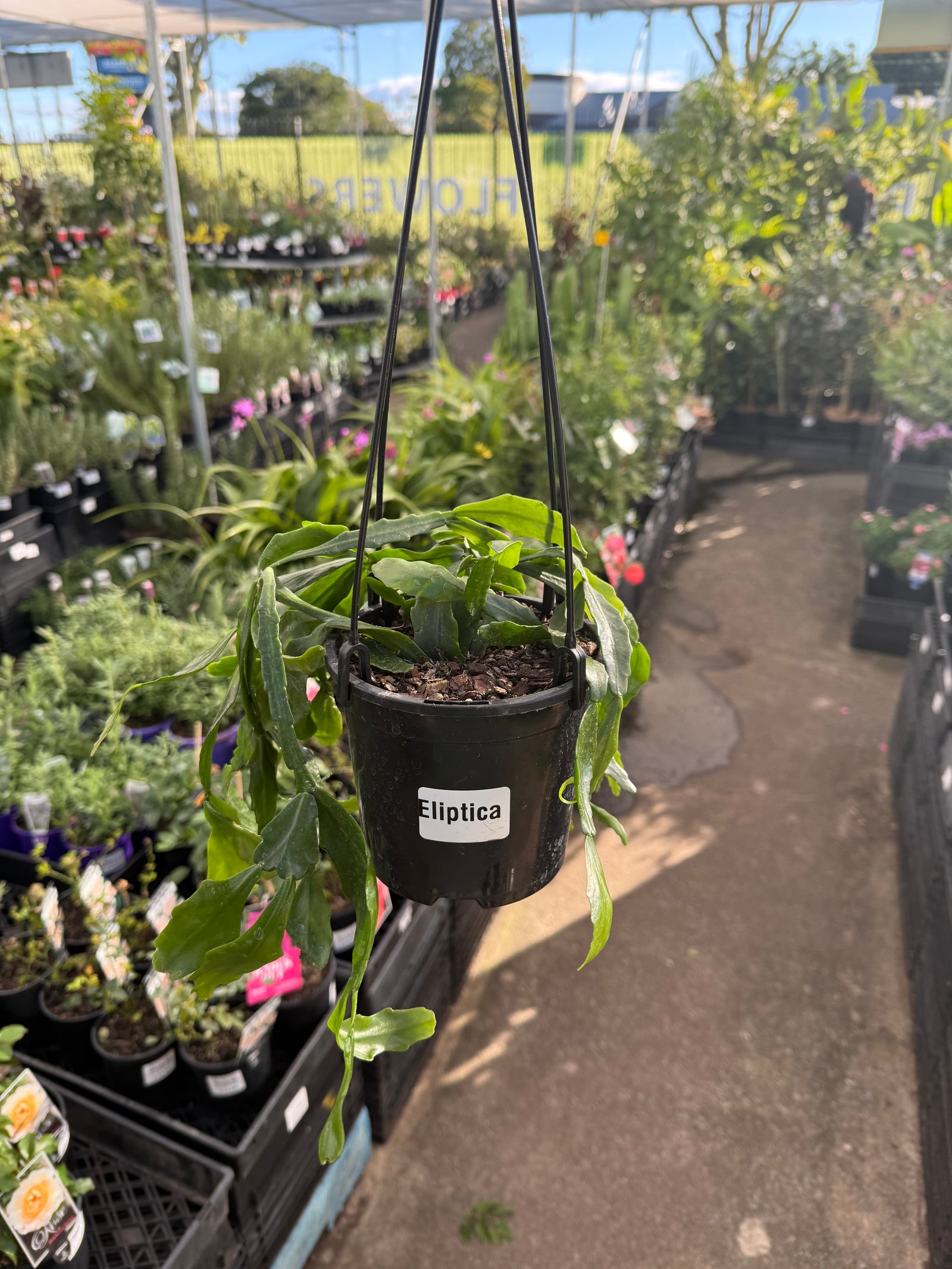 Rhipsalis Eliptica Hanging Basket