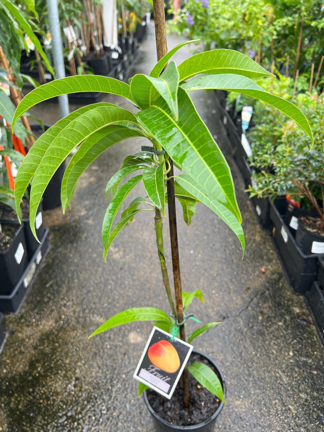 Mango R2E2 - Ladybird Nursery