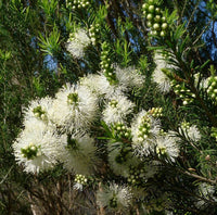 Swamp Paperbark (Melaleuca ericifolia) - Ladybird Nursery