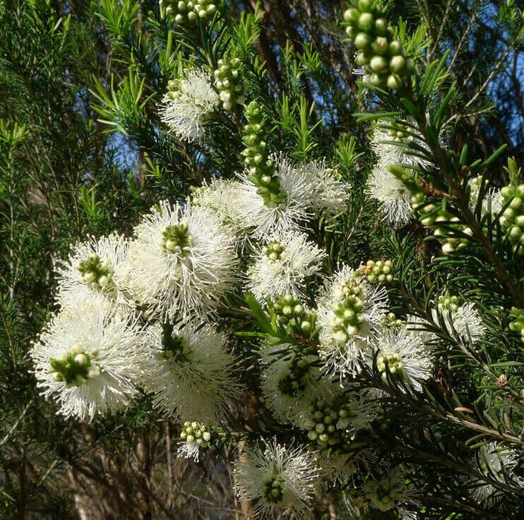 Swamp Paperbark (Melaleuca ericifolia) - Ladybird Nursery