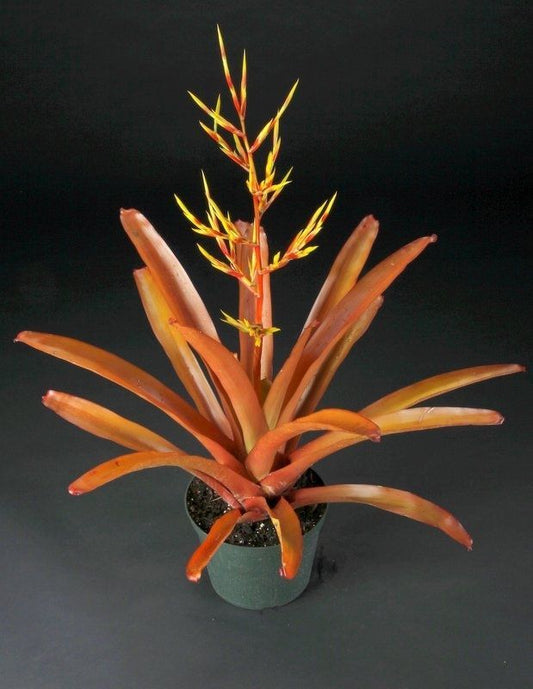 Bromeliad (Aechmea blanchetiana)