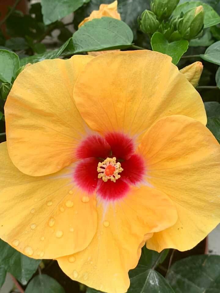 Hibiscus Flamenco™ Adonicus Yellow - Ladybird Nursery