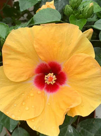 Hibiscus Flamenco™ Adonicus Yellow - Ladybird Nursery