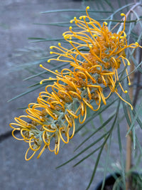 Grevillea 'Honey Gem' - Large - Ladybird Nursery