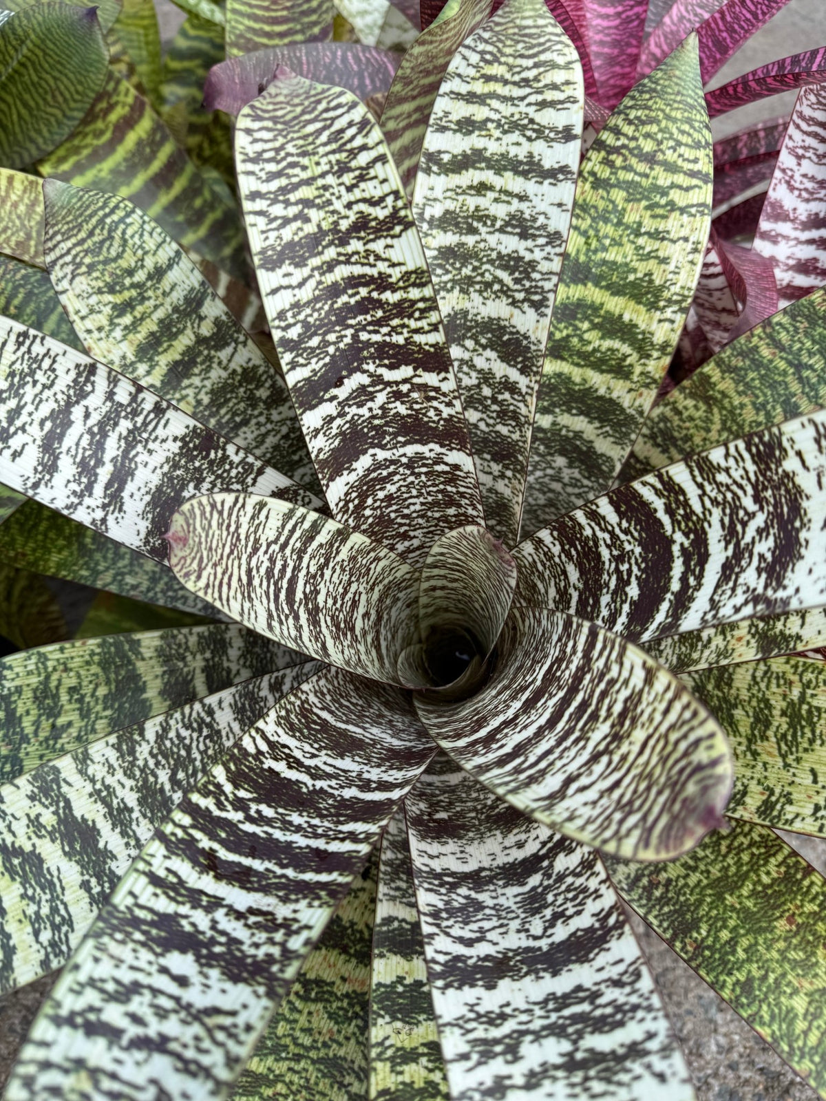 Bromeliad Vriesea (Assorted) - Large - Ladybird Nursery