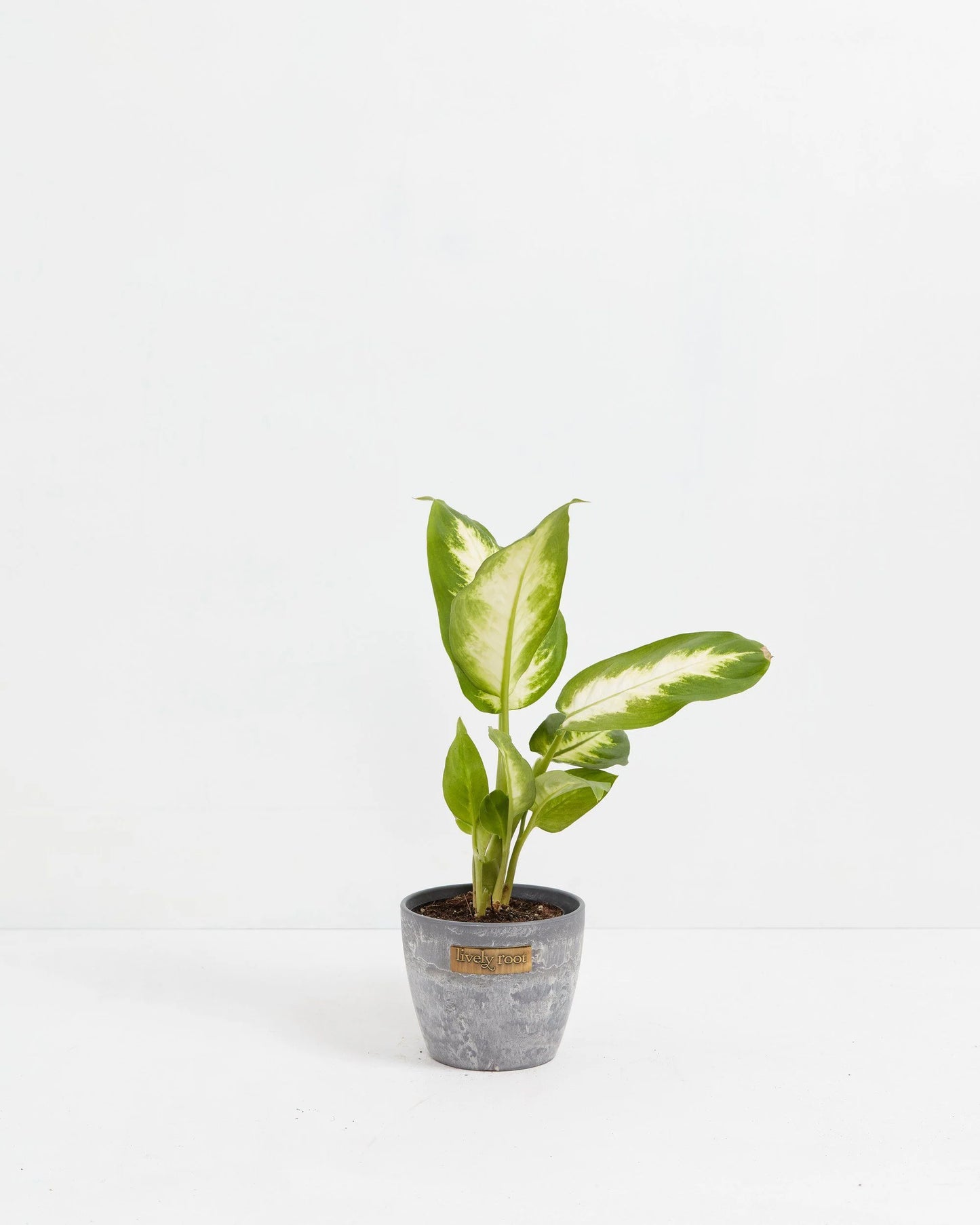 Dieffenbachia Camille
