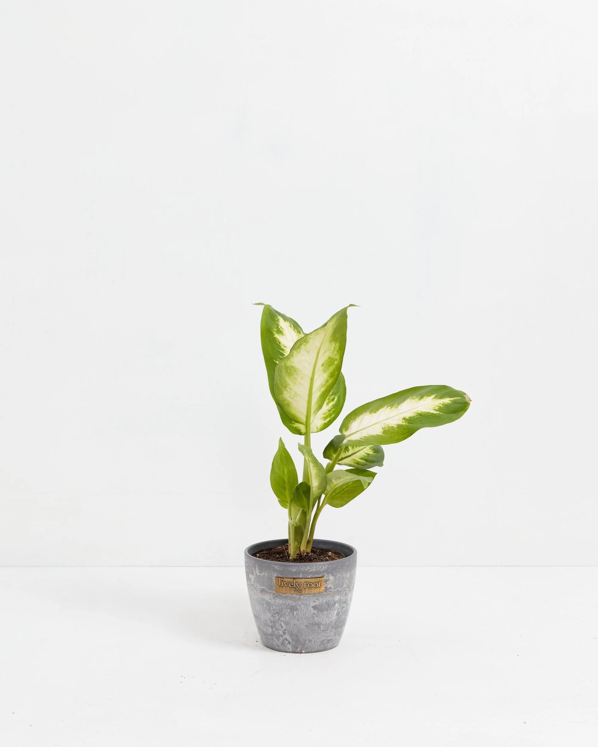 Dieffenbachia Camille