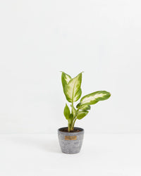 Dieffenbachia Camille