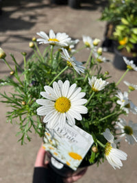 Daisy 'Everest White' - Ladybird Nursery