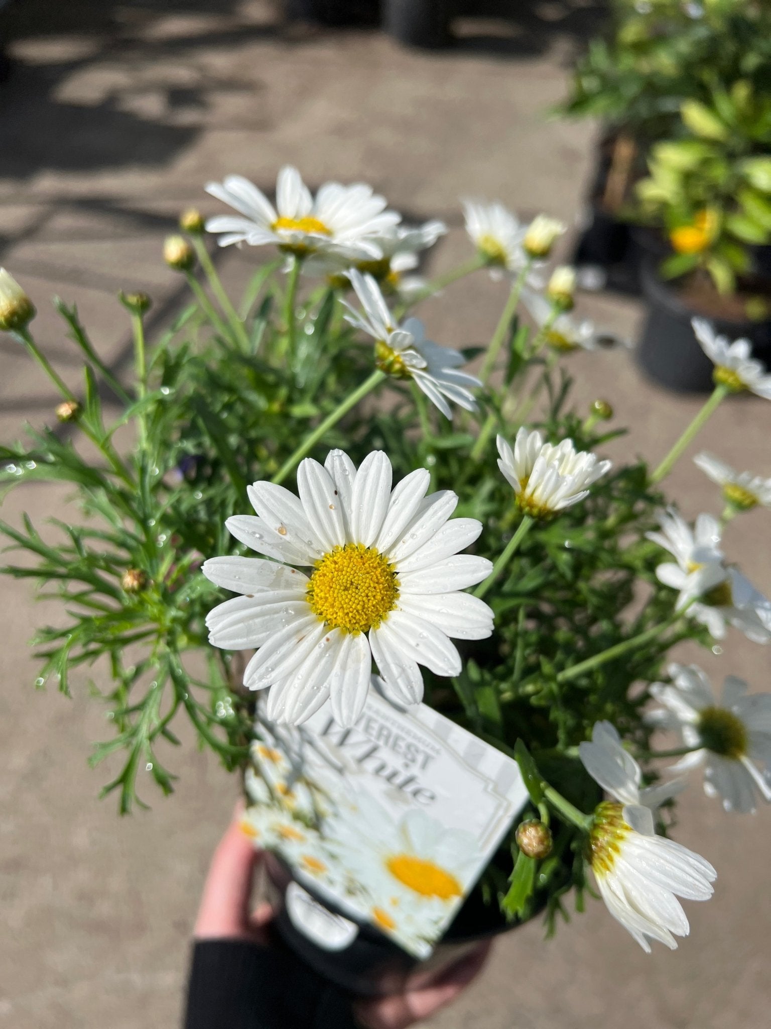 Daisy 'Everest White' - Ladybird Nursery