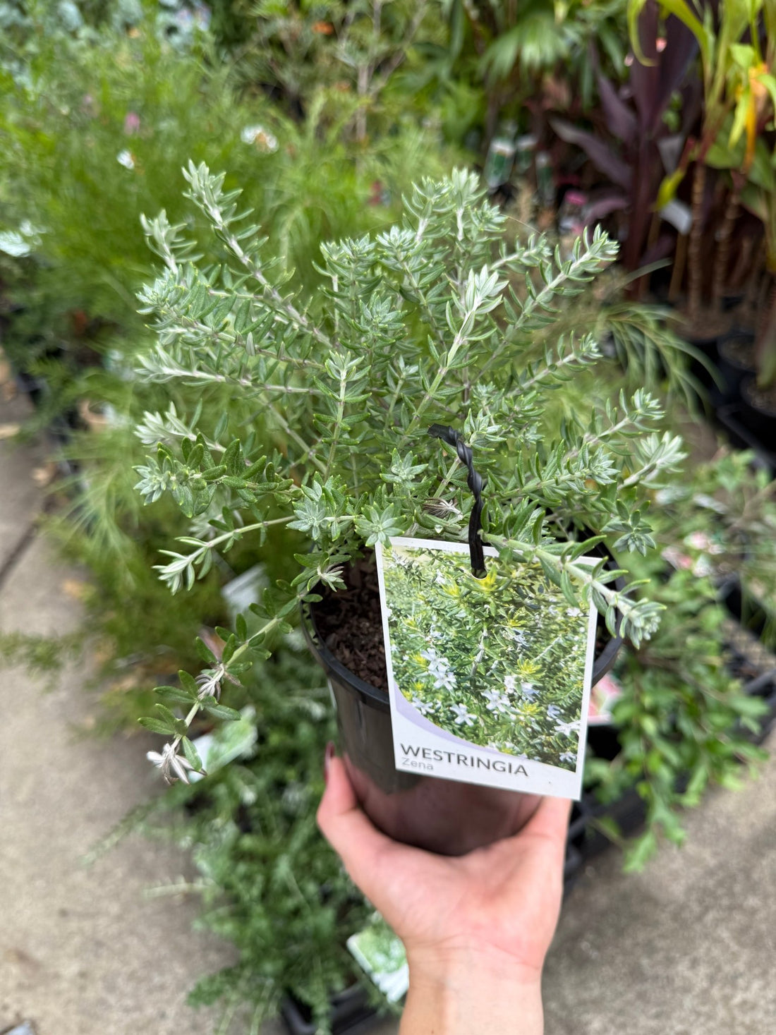 Coastal Rosemary Zena (Westringia fruticosa) - Ladybird Nursery
