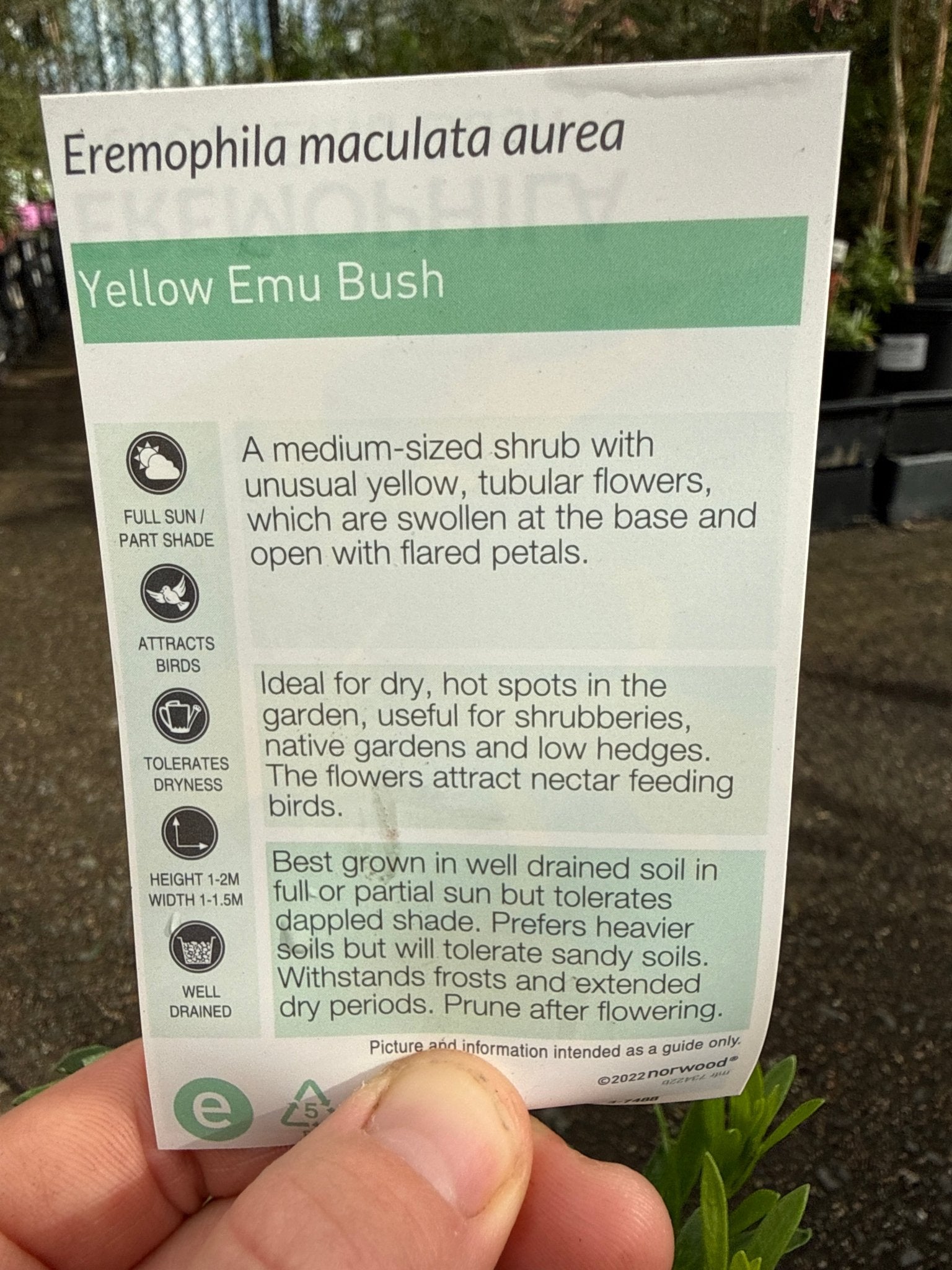 Emu Bush 'aurea' (Eremophila maculata) - Ladybird Nursery