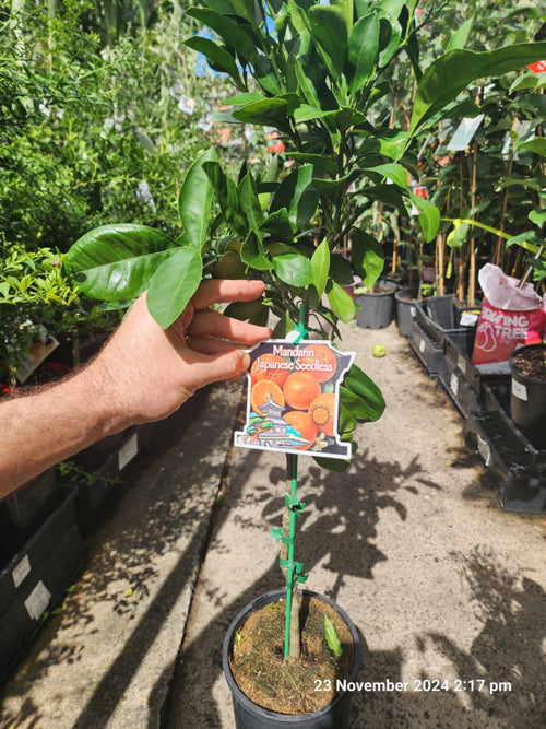 Japanese Seedless Mandarin (QLD Only) - Ladybird Nursery