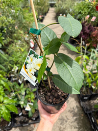 Climbing Frangipani (Chonemorpha fragrans) - Ladybird Nursery