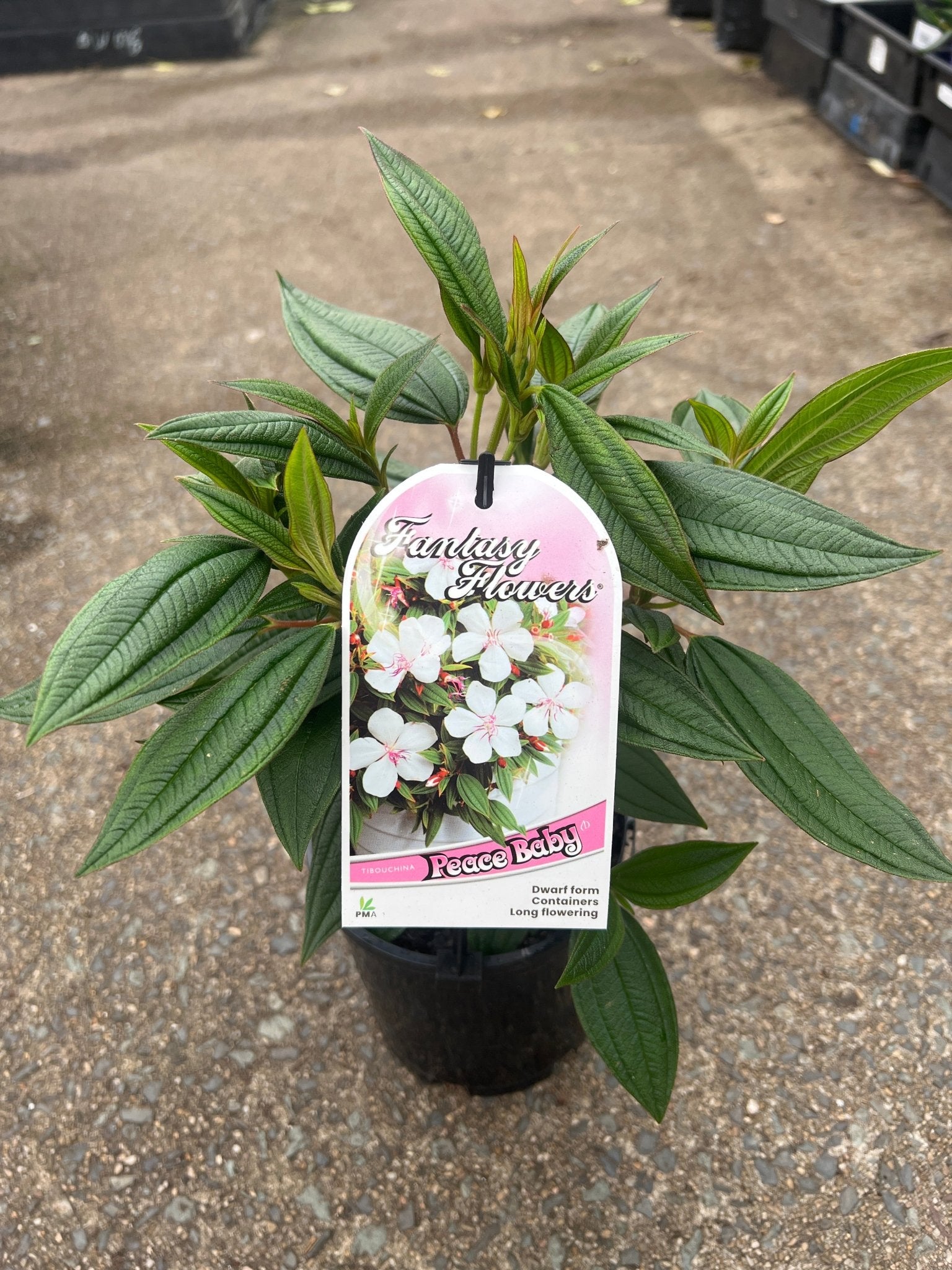 Tibouchina 'Peace Baby' - Ladybird Nursery