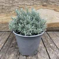 Curry Plant Silvio Spreading (Helichrysum italicum)
