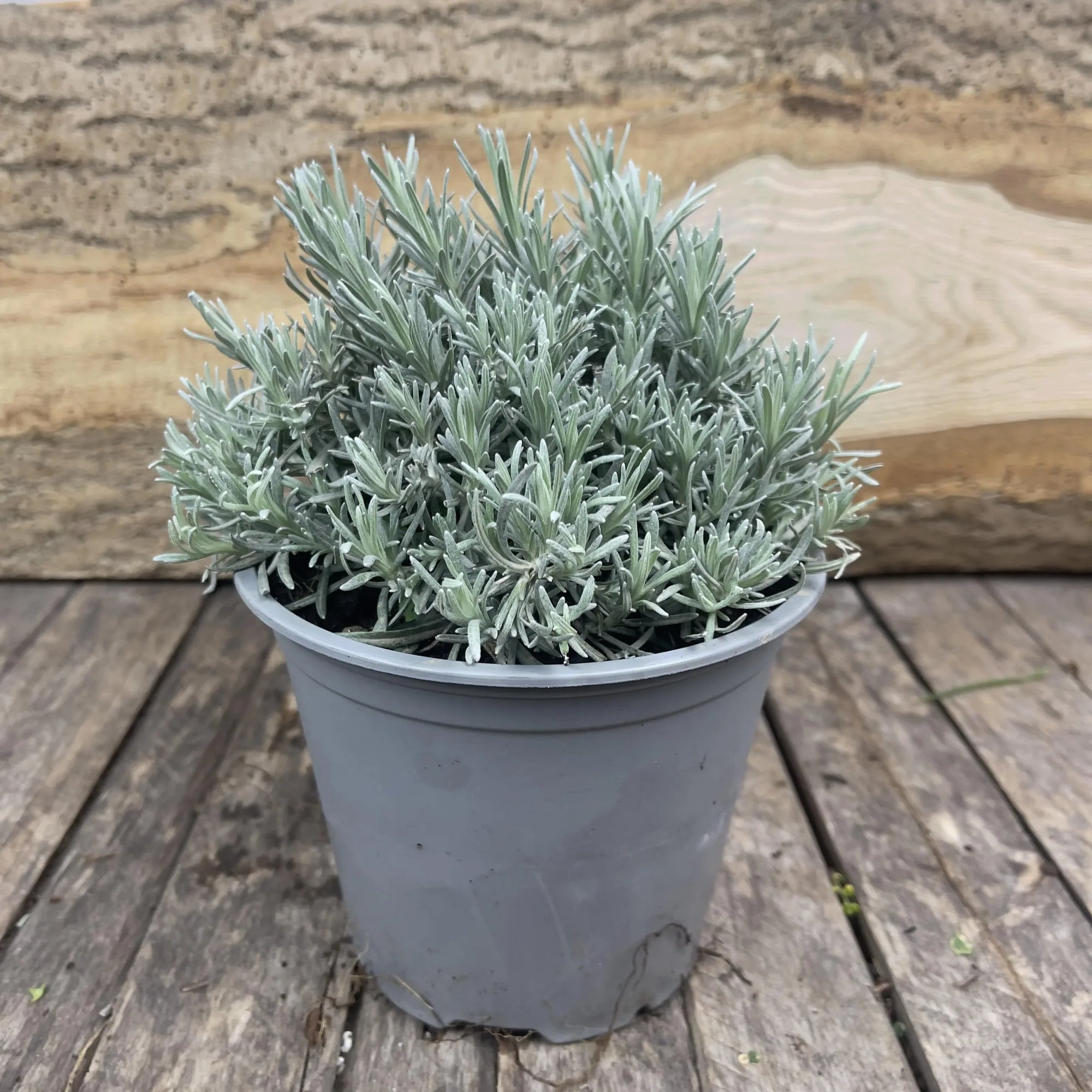 Curry Plant Silvio Spreading (Helichrysum italicum) - Ladybird Nursery