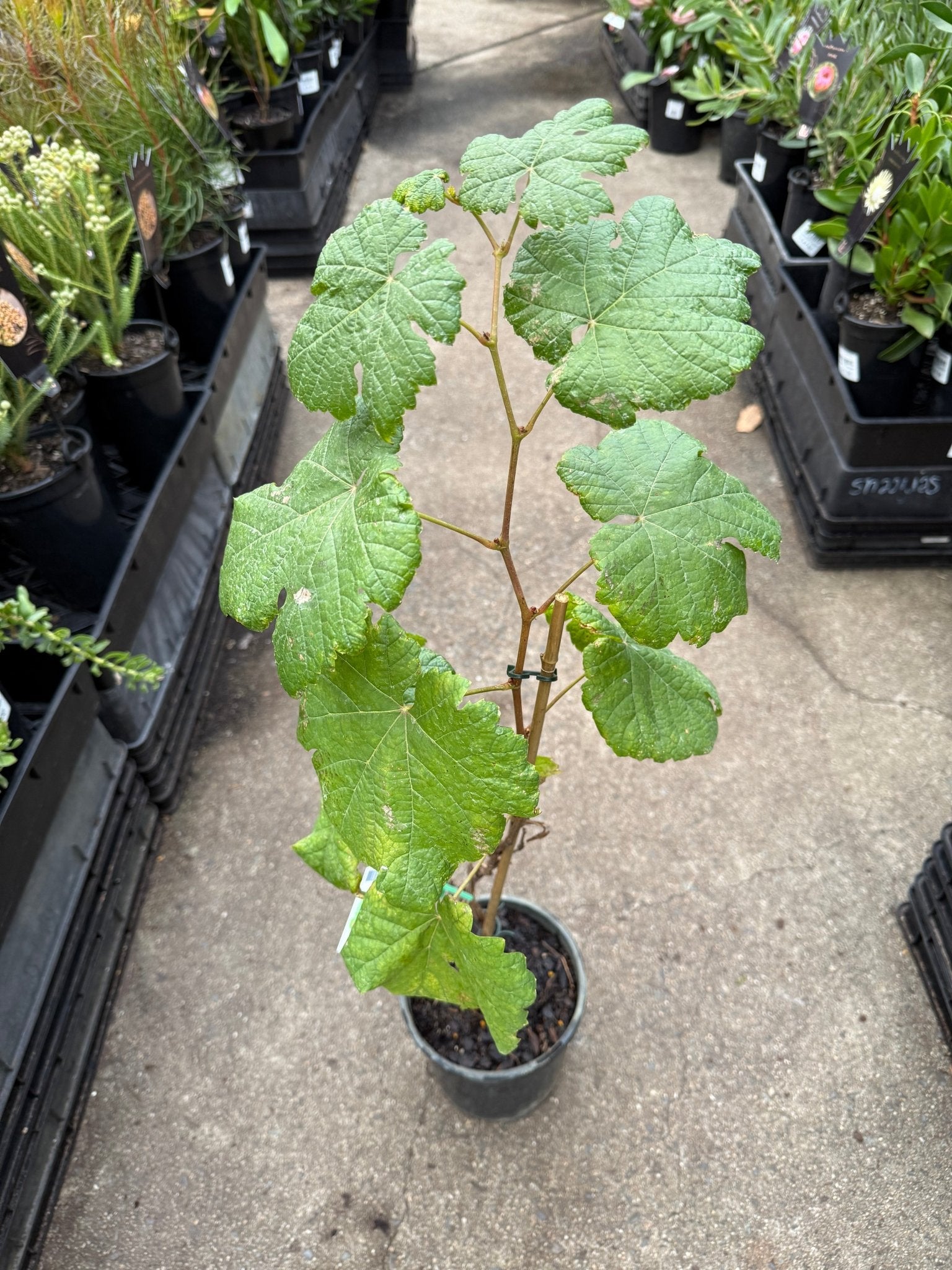 Grape 'Crimson Seedless' - Large (QLD ONLY) - Ladybird Nursery
