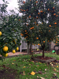 Mandarin 'Imperial' - Jumbo 500mm pot (PICK UP ONLY) - Ladybird Nursery