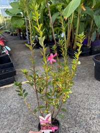 Azalea ENCORE AUTUMN EMPRESS™ - Ladybird Nursery