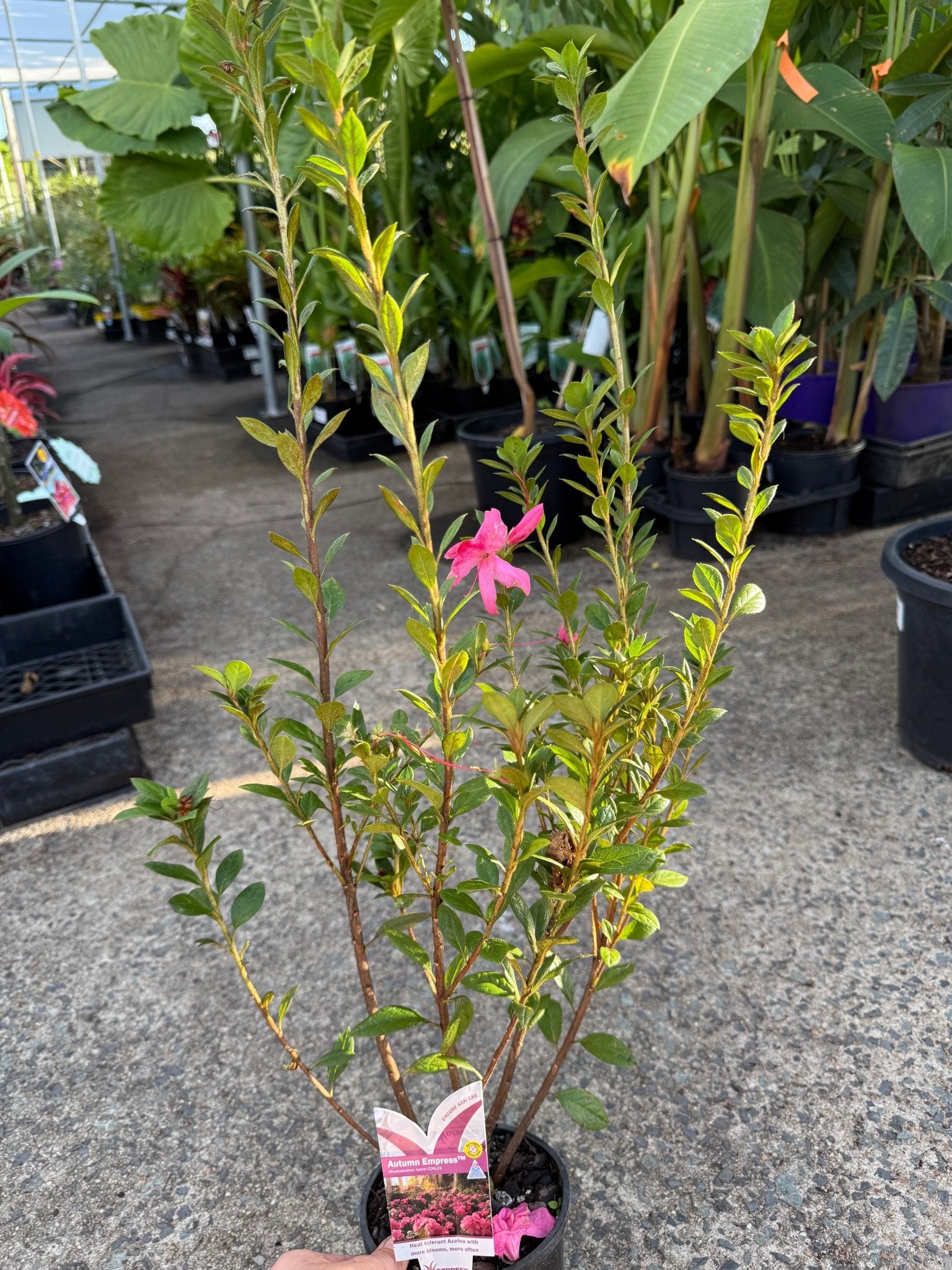 Azalea ENCORE AUTUMN EMPRESS™ - Ladybird Nursery