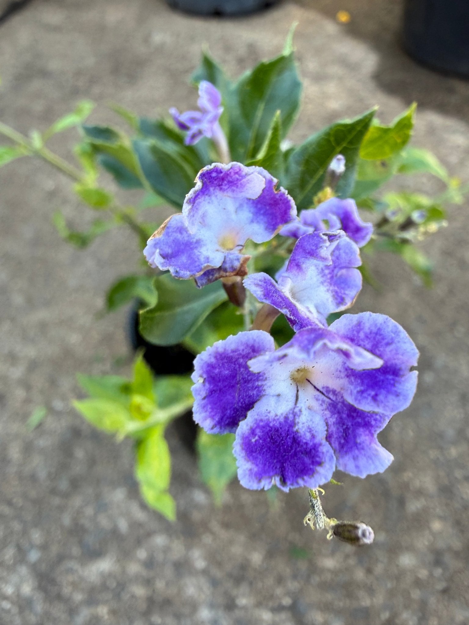Golden Dewdrop Blue (Duranta erecta) - Ladybird Nursery