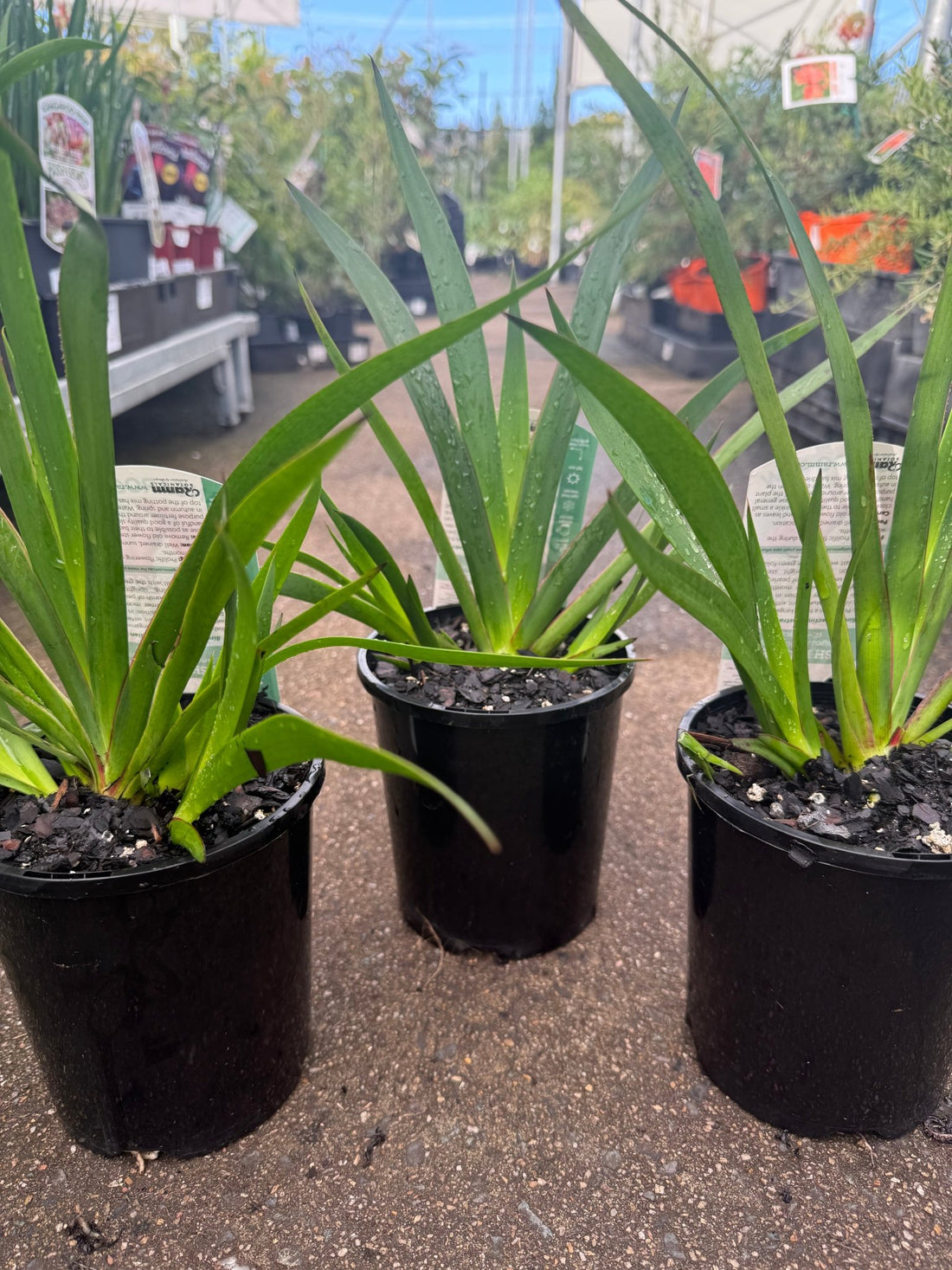 Kangaroo Paw 'Bush Princess' (Anigozanthos) - Ladybird Nursery