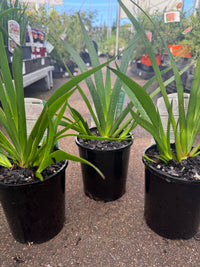 Kangaroo Paw 'Bush Princess' (Anigozanthos) - Ladybird Nursery
