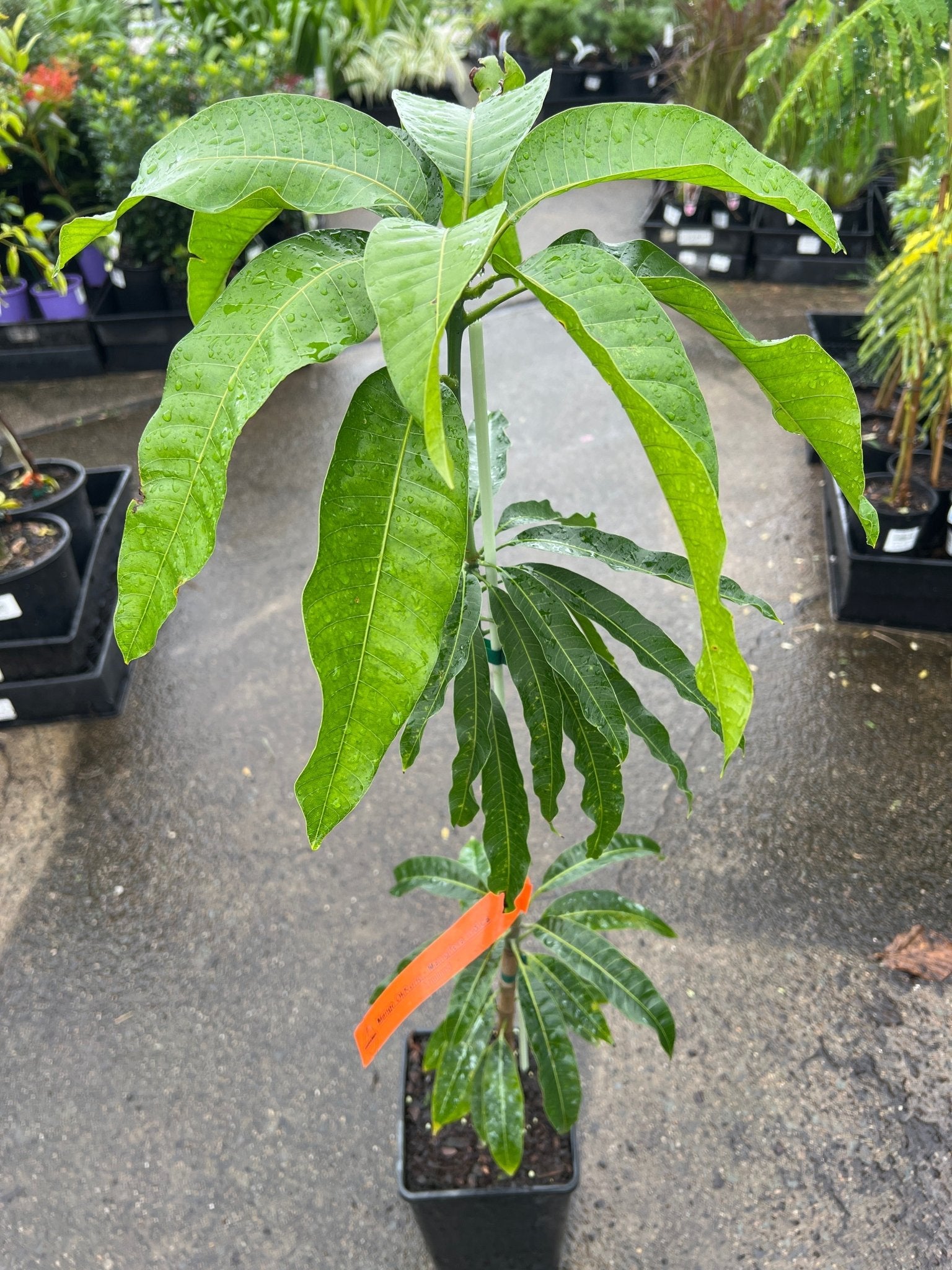 Mango 'Ok Rong' - Ladybird Nursery