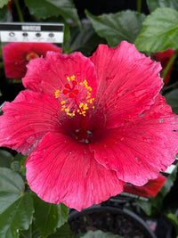 Hibiscus ‘Fantasy Cherry Red’ (Hibiscus rosa-sinensis) - Ladybird Nursery