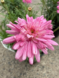 Daisy 'Strawberry Shortcake' (Argyranthemum)
