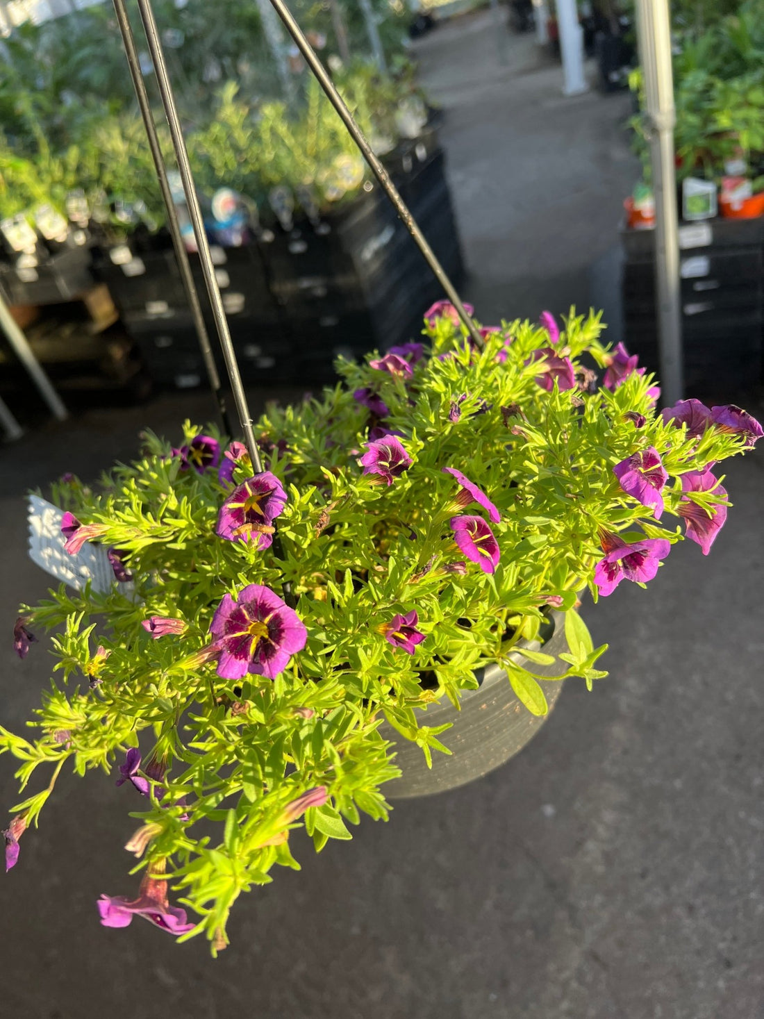Calibrachoa Cabaret 'Midnight Kiss' Hanging Basket - Ladybird Nursery