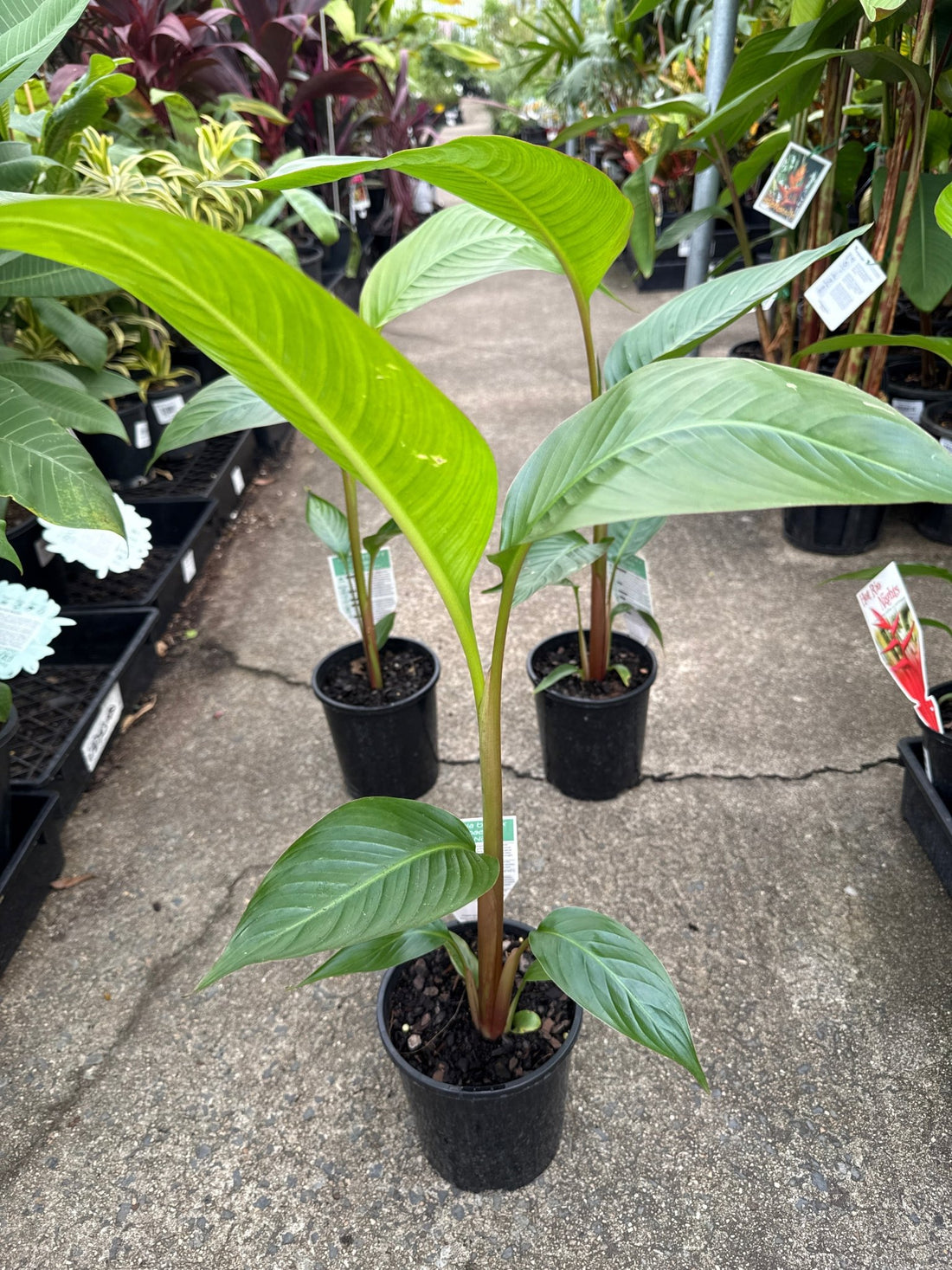 Heliconia 'Hot Rio Nights' - Ladybird Nursery