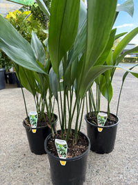 Cast Iron (Aspidistra elatior) - Large - Ladybird Nursery