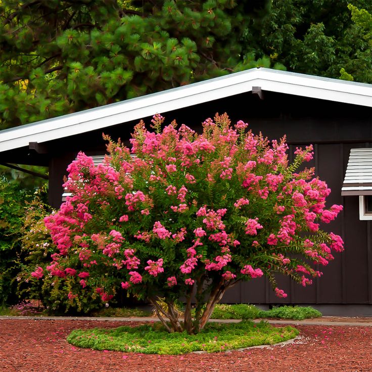 Crepe Myrtle Hopi (Lagerstroemia) - Ladybird Nursery
