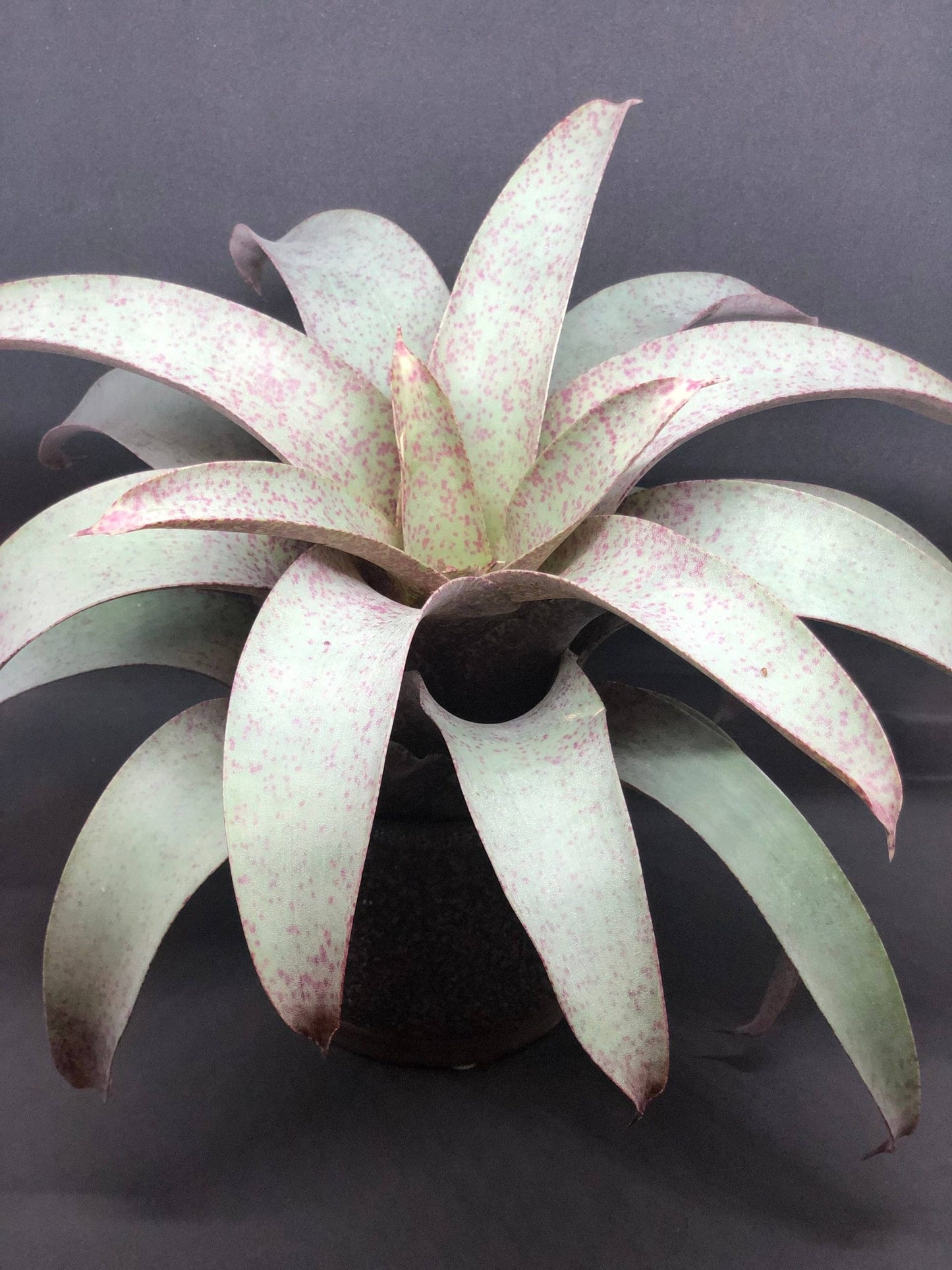 Saunder's Vriesea (Vriesea saundersii)