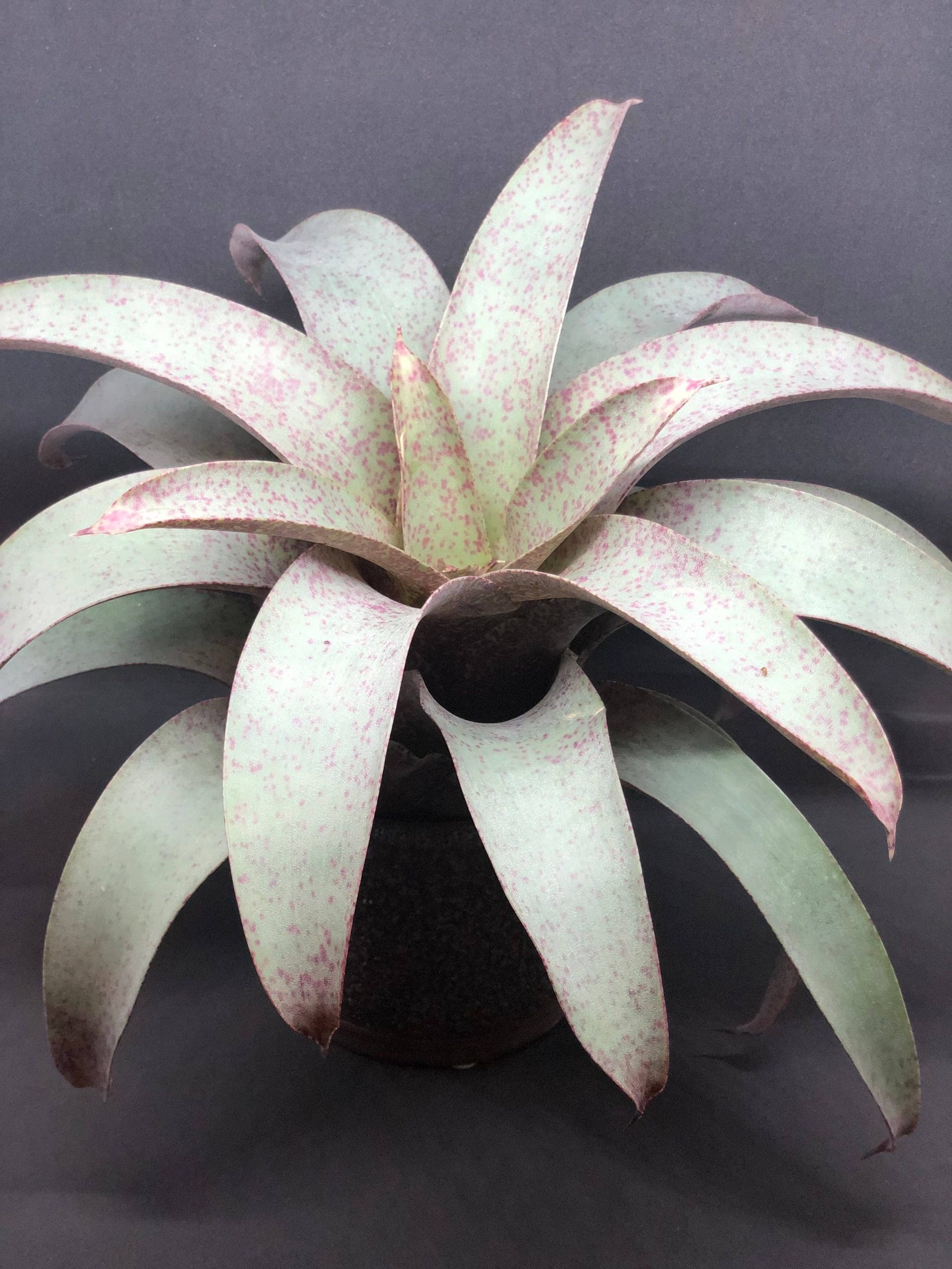 Saunder's Vriesea (Vriesea saundersii)