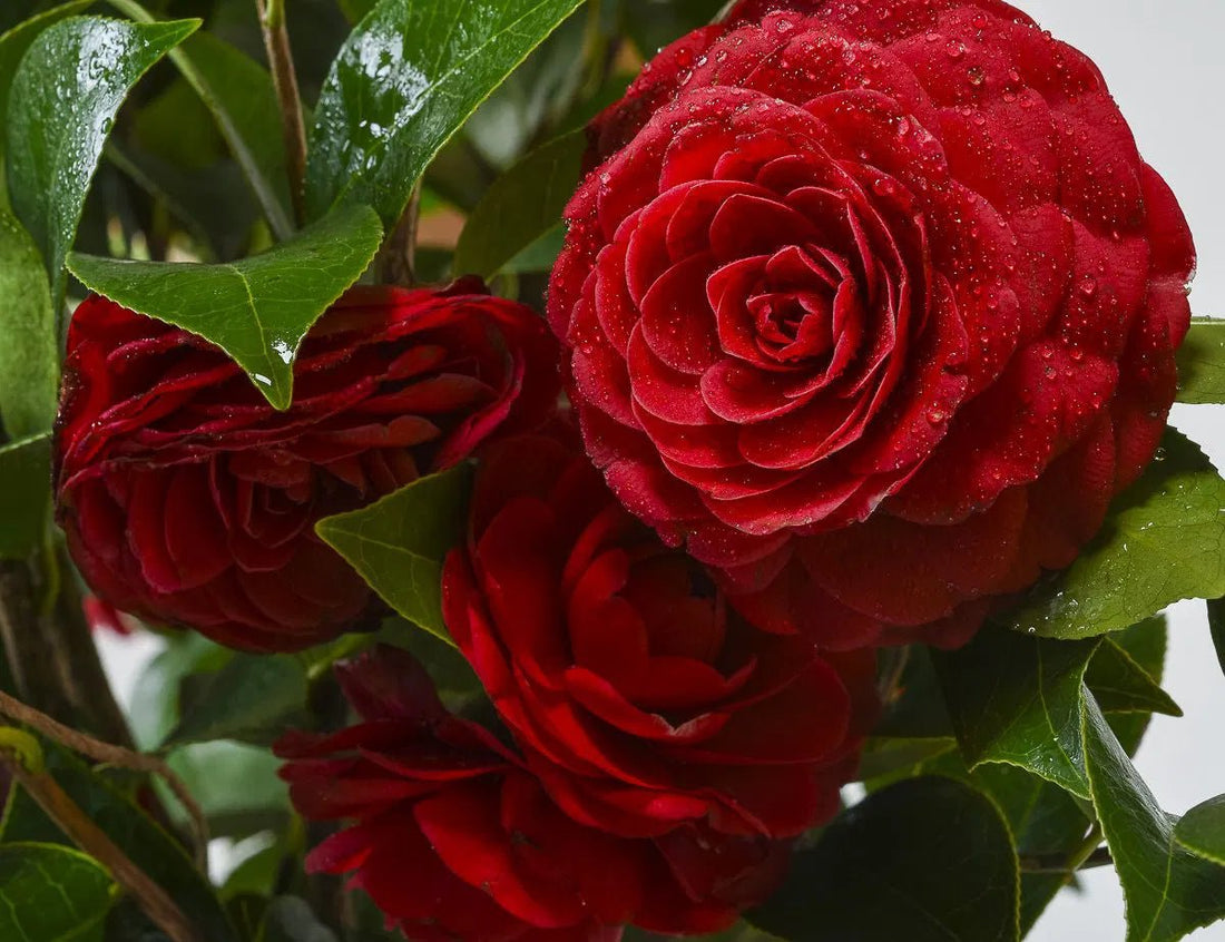 Camellia Black Lace (Camellia japonica) - Ladybird Nursery