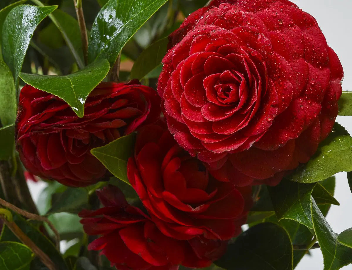 Camellia Black Lace (Camellia japonica)