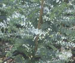 Silver - leaved Mountain Gum (Eucalyptus pulverulenta) - Ladybird Nursery