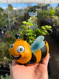 Bee Planter with Assorted Indoor Plant