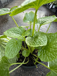 Wasabi 'Green Thumb' (Wasabia japonica) - Ladybird Nursery