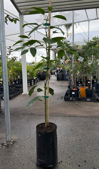 Giant Avocado 'Choquette' (A) - Ladybird Nursery