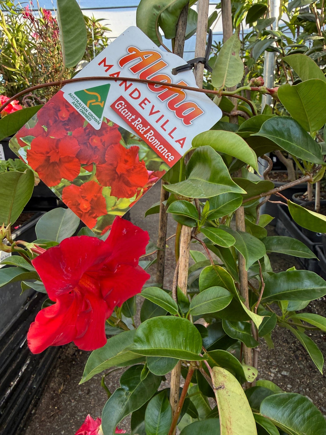 Mandevilla 'Aloha Giant Red Romance' - Large - Ladybird Nursery
