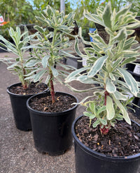 Silver Swan (Euphorbia characias) - Ladybird Nursery